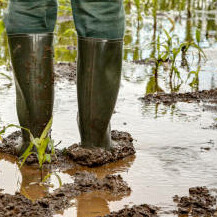 Protection des pieds - phytosanitaires